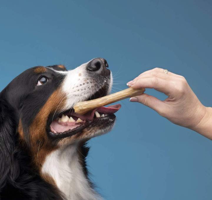Friandise pour chien EVREUX