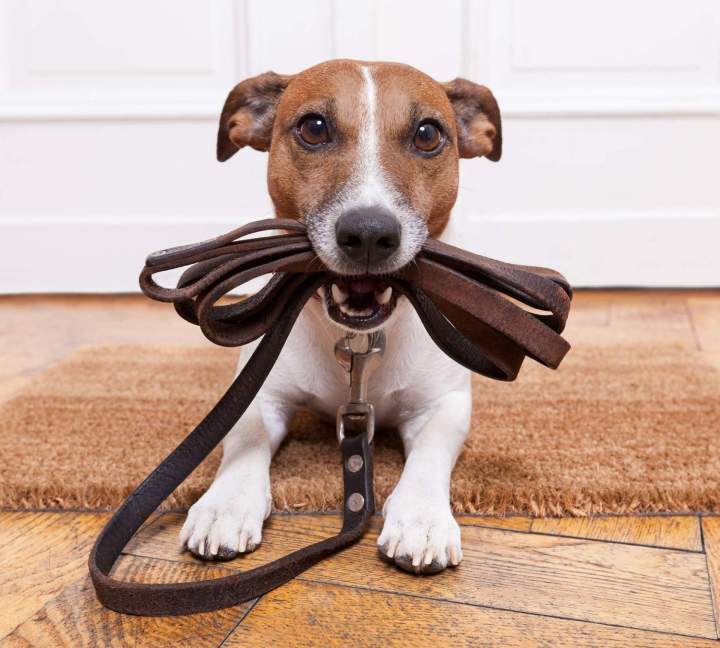 Laisse pour chien Évreux
