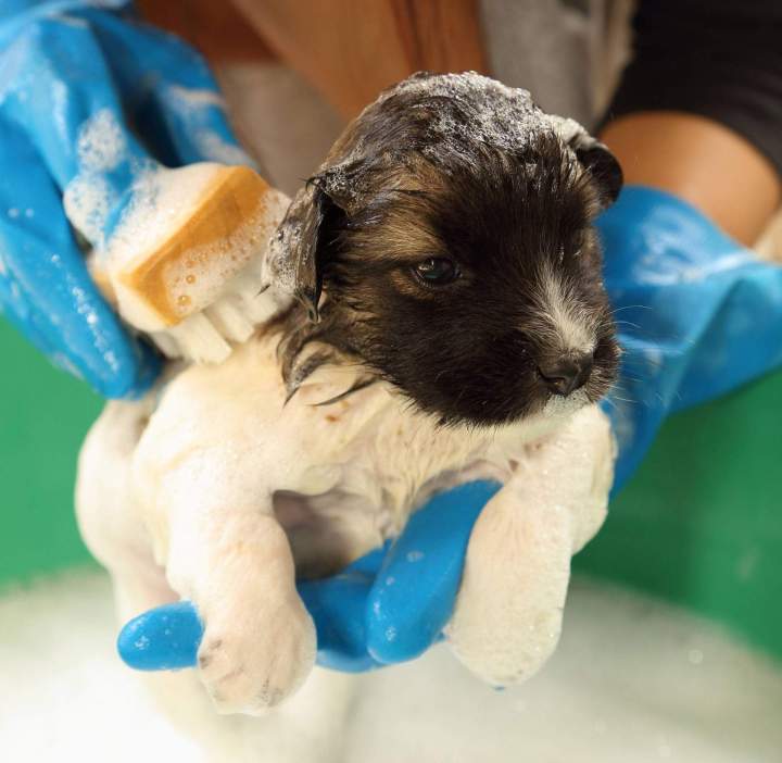 Lavage chien libre-service EVREUX