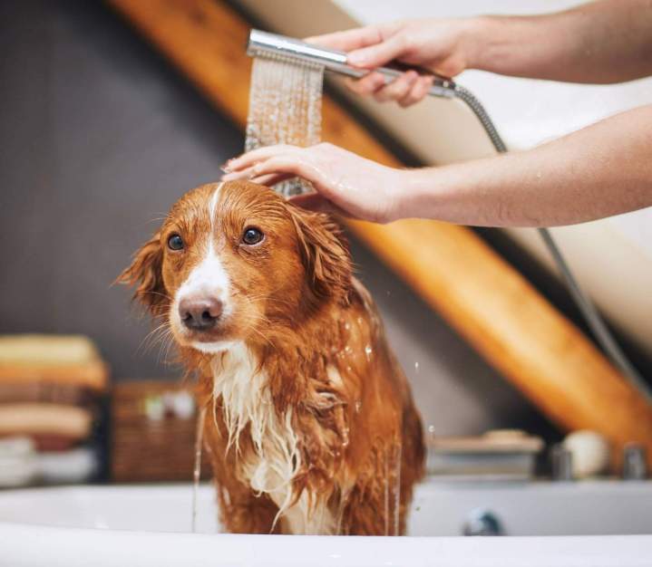 Bain chien propre EVREUX