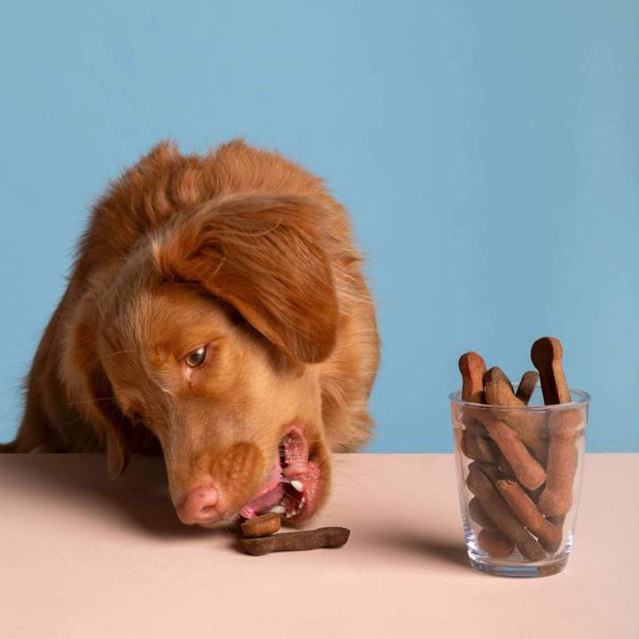 Alimentation chien Évreux