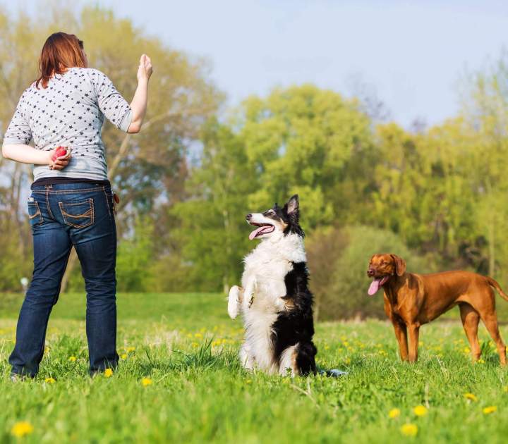 Cours éducation canine EVREUX