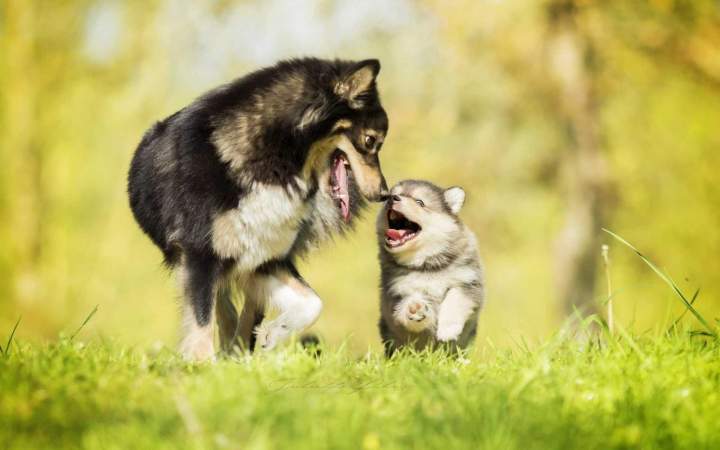 Chien heureux Elbeuf