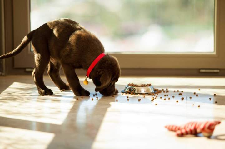 Aliments petits animaux Les Andelys