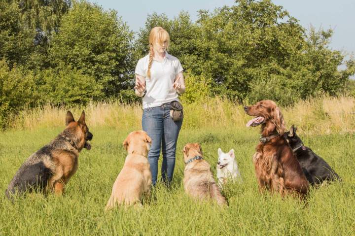 Chien propre Bernay