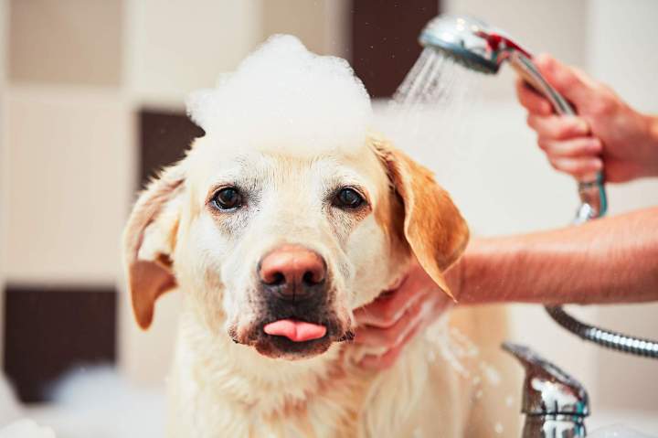 Lavage libre‑service pour chiens EVREUX