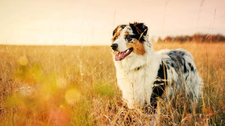 Conseils en soin animale Évreux 