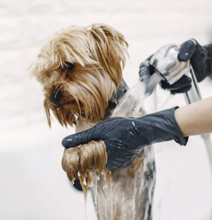Lav'dog pour chien EVREUX
